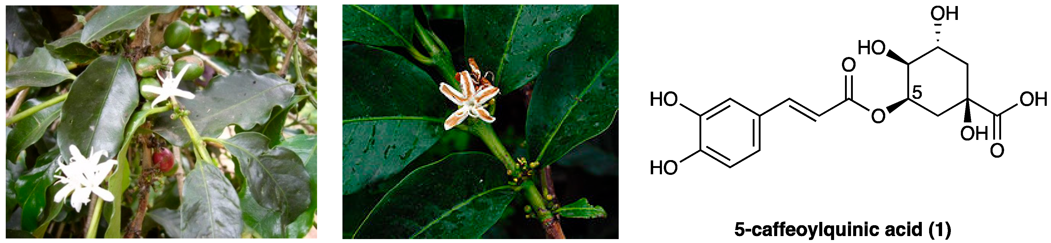 Molecules 29 00815 g001 Molecules 29 00815 g001