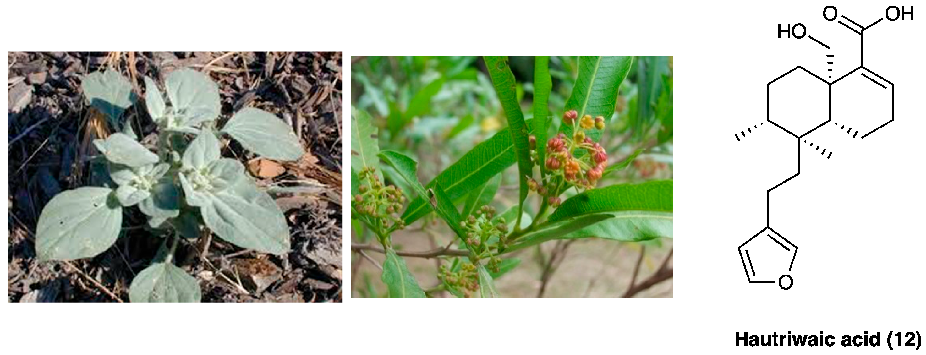 Molecules 29 00815 g010 Molecules 29 00815 g010