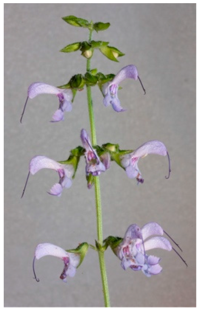 Molecules 29 00815 g011 Molecules 29 00815 g011