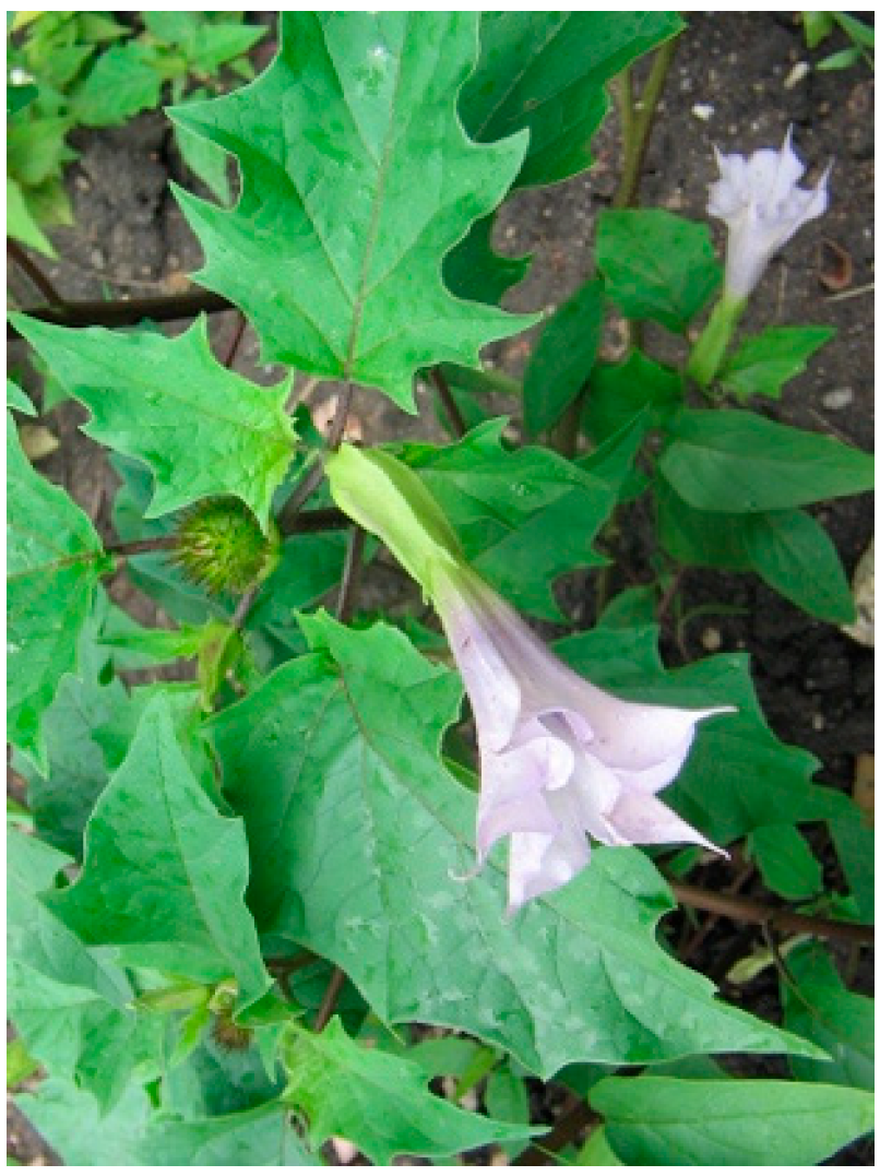 Molecules 29 00815 g019 Molecules 29 00815 g019