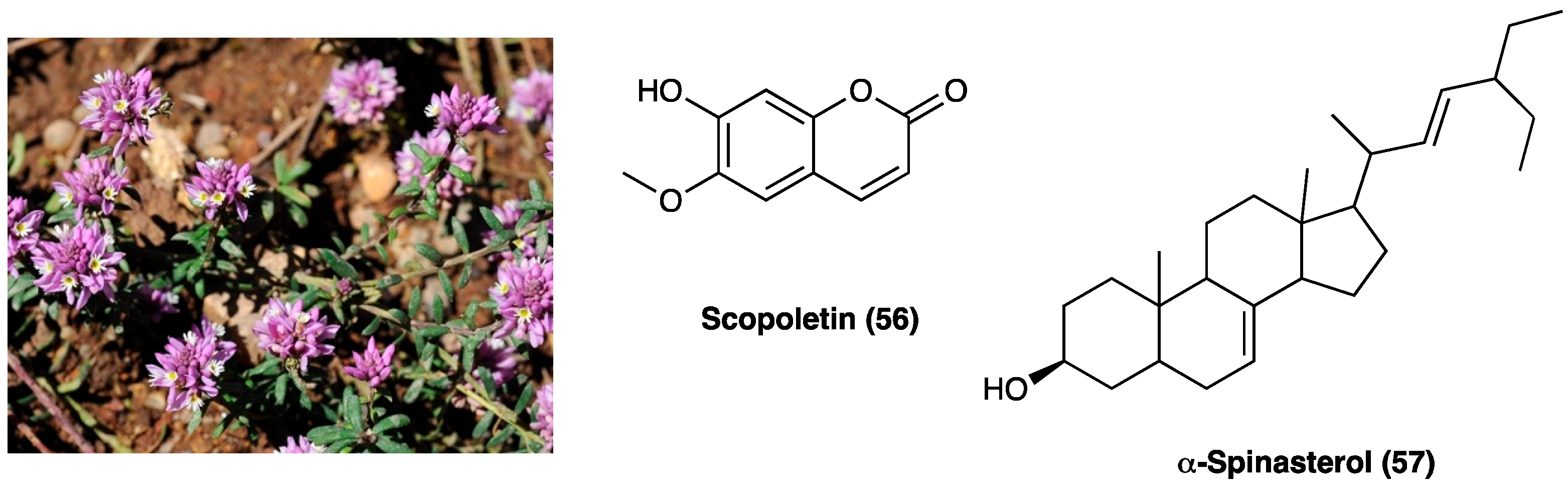 Molecules 29 00815 g031 Molecules 29 00815 g031