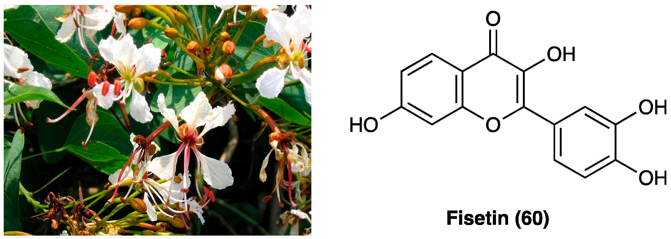 Molecules 29 00815 g034 Molecules 29 00815 g034