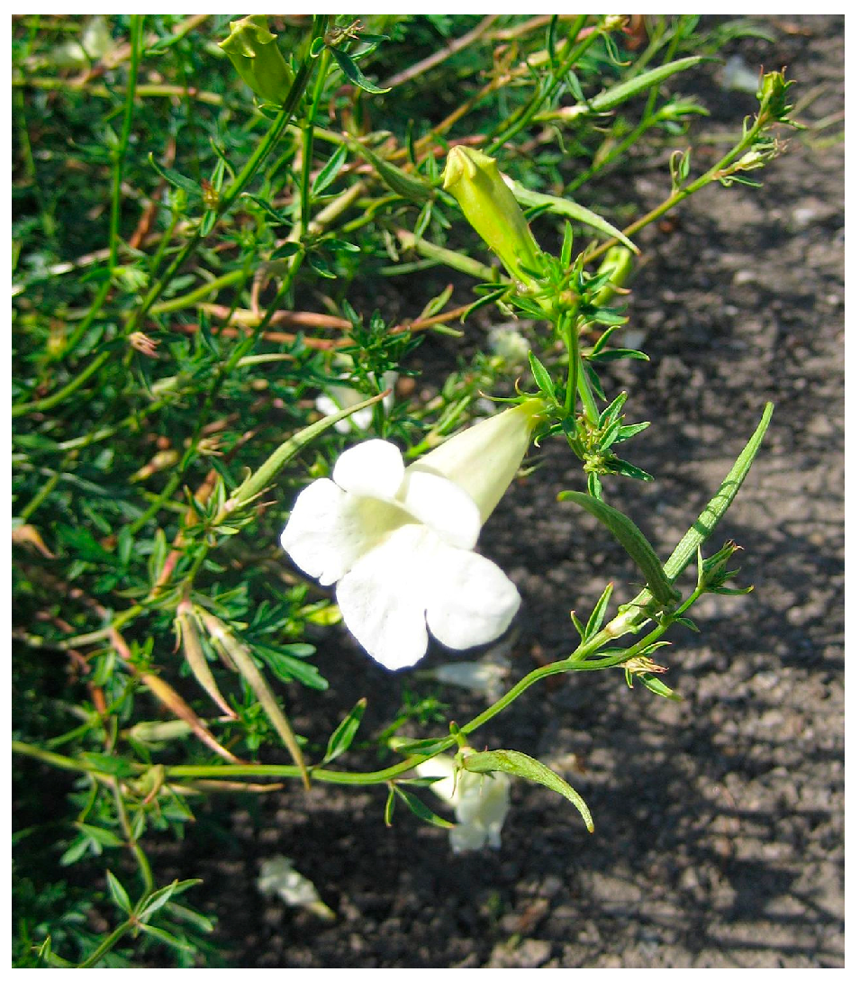 Molecules 29 00815 g037 Molecules 29 00815 g037