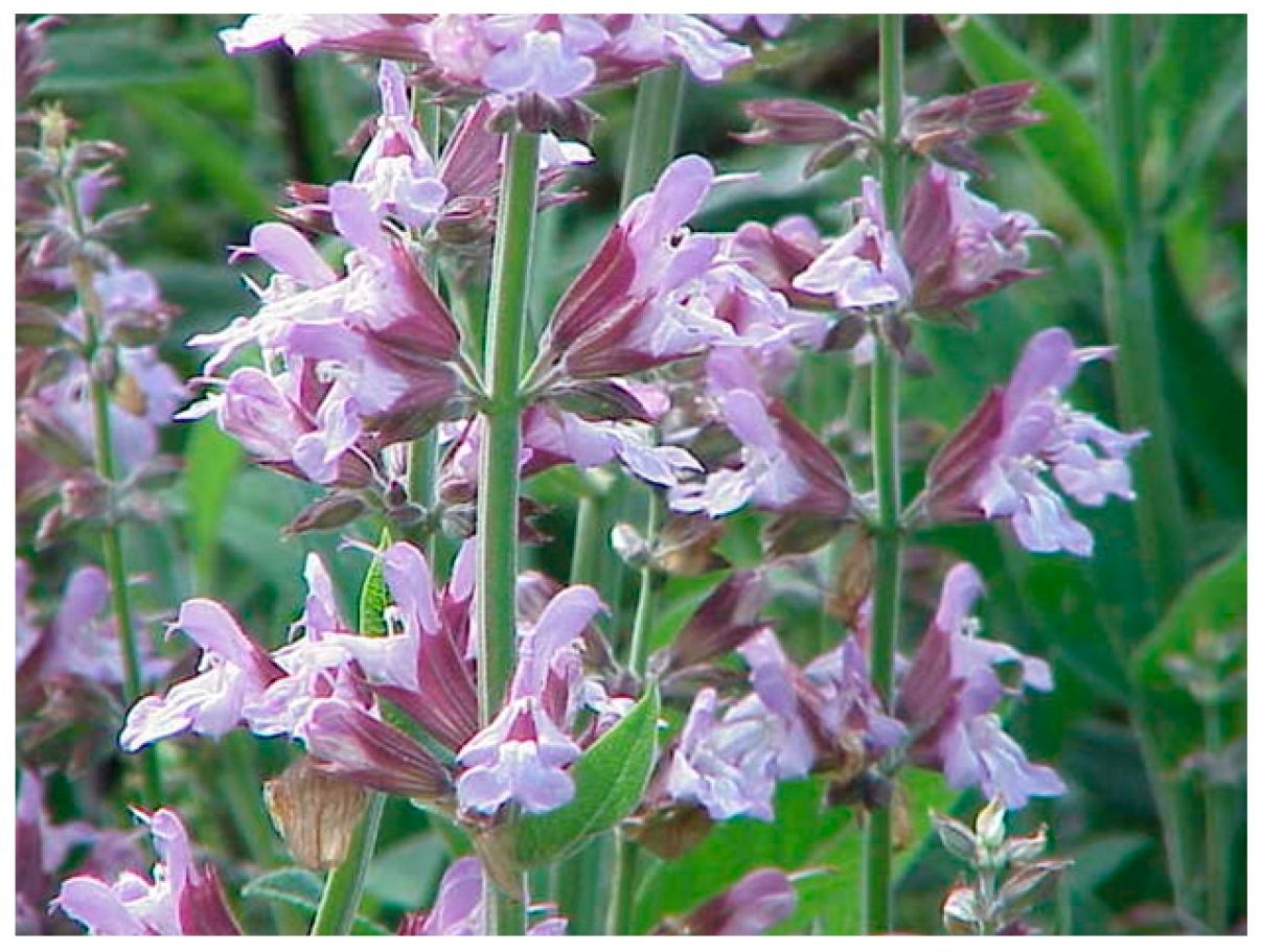 Molecules 29 00815 g040 Molecules 29 00815 g040