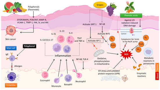 The Promising Role of Polyphenols in Skin Disorders