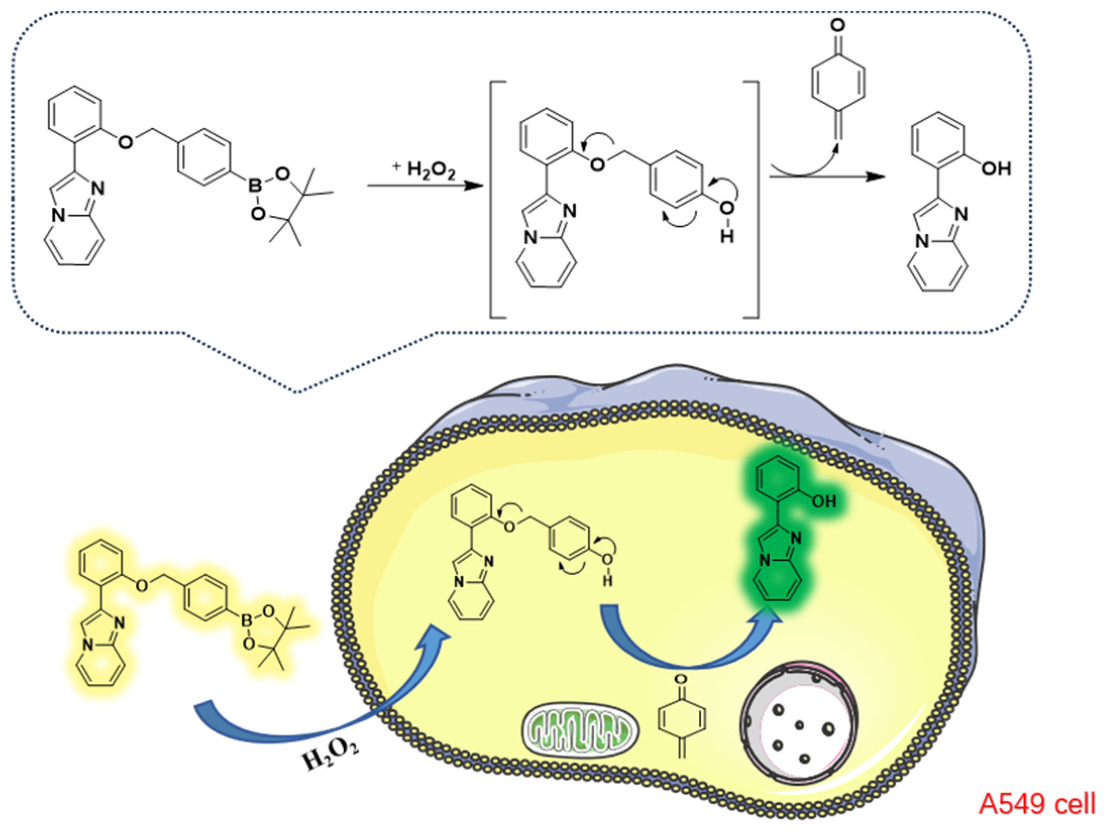 Molecules 29 00882 g001