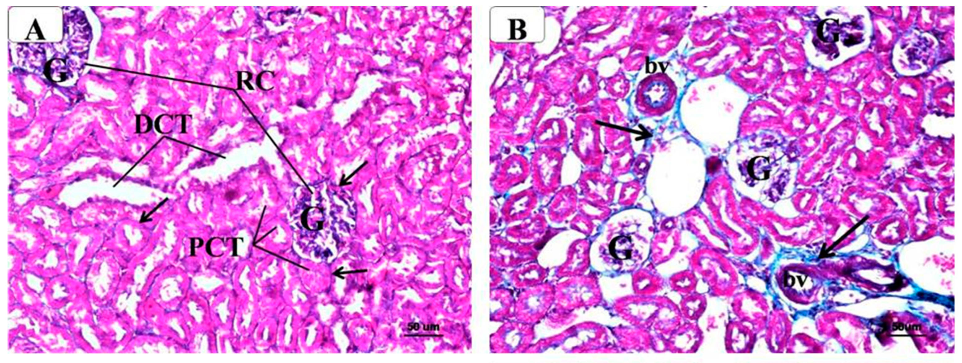 Molecules 29 00902 g006a