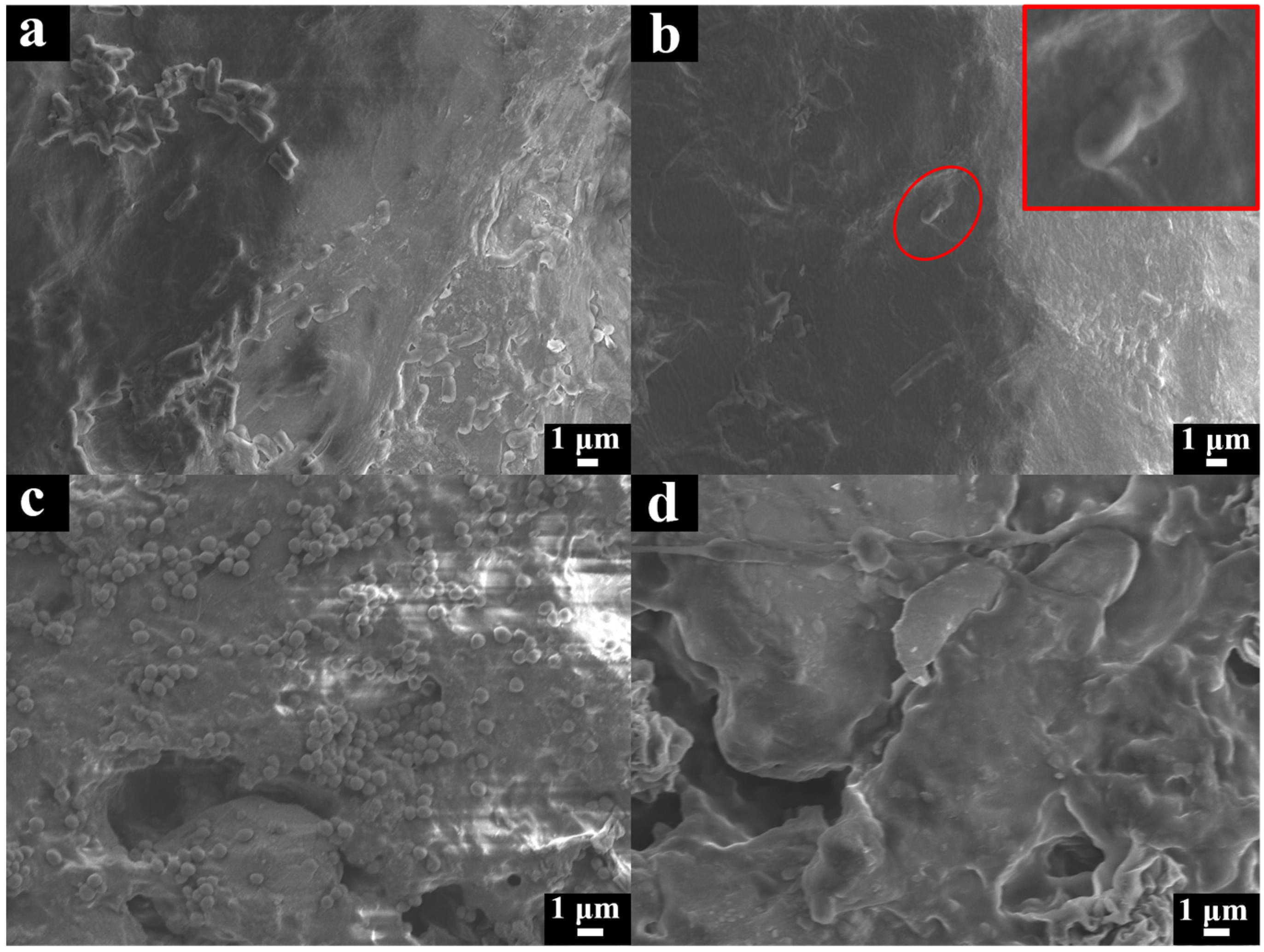 Molecules 29 00913 g007