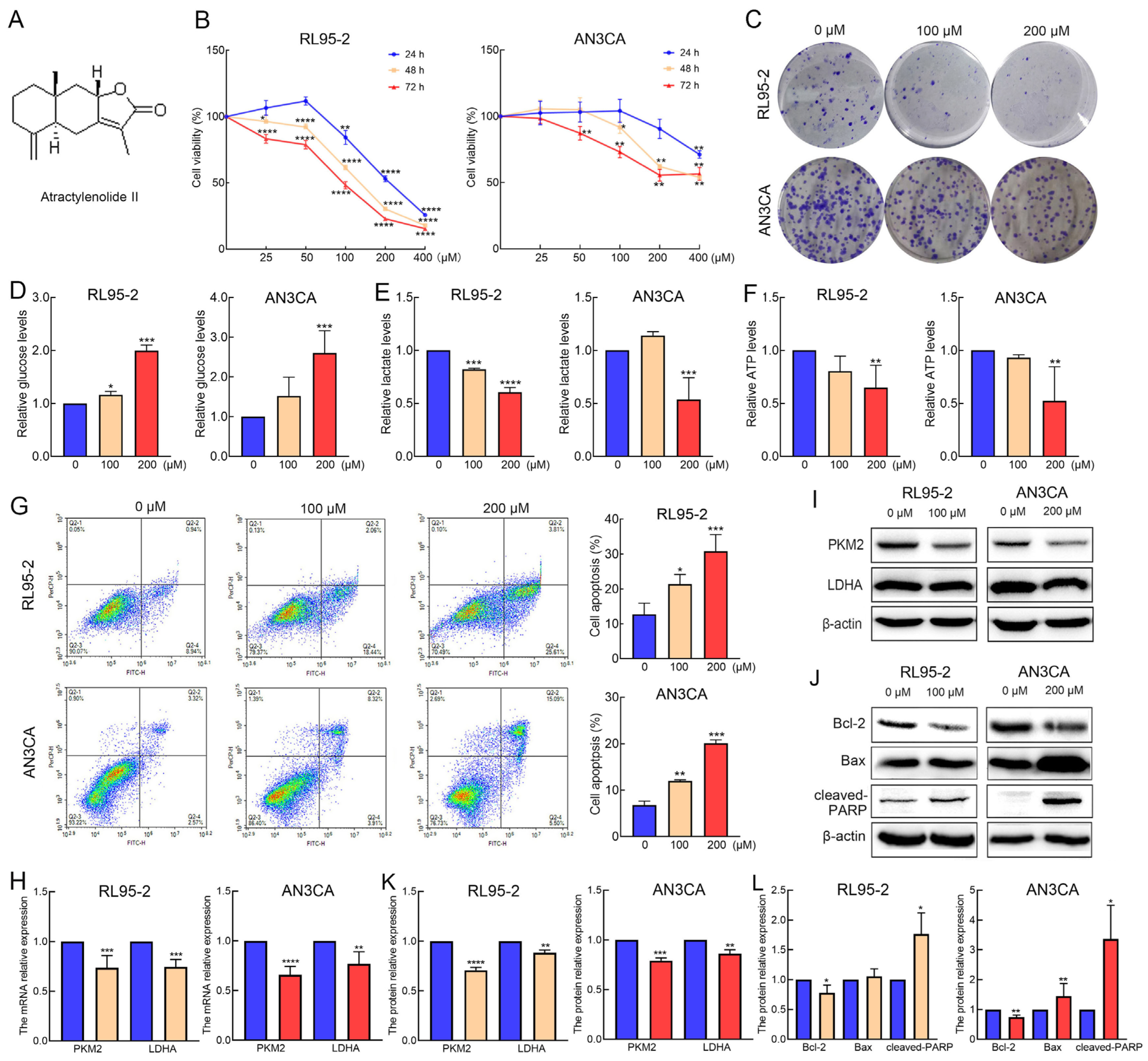 Atractylenolide II Suppresses Glycolysis and Induces
