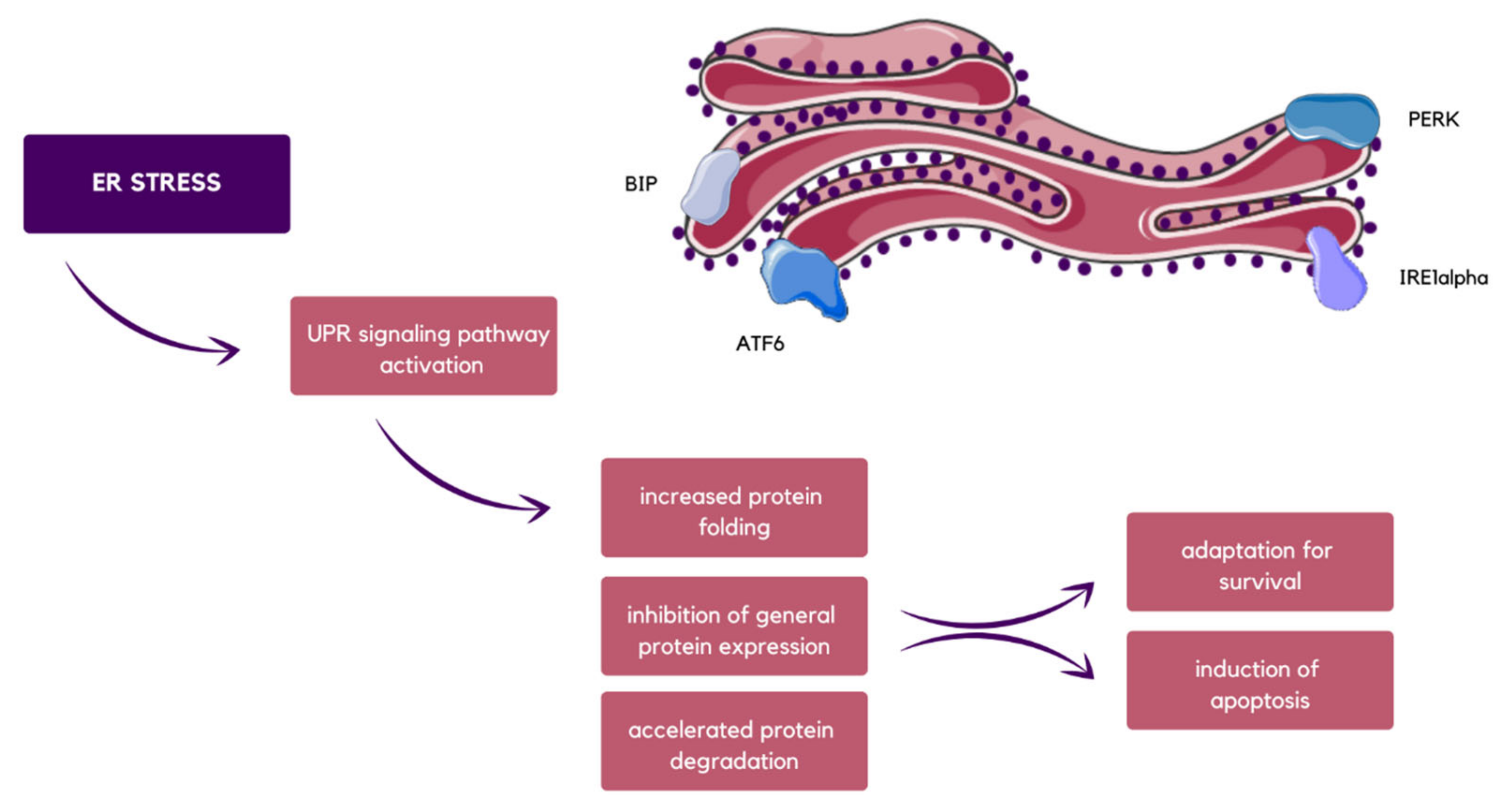 Molecules 29 00948 g004