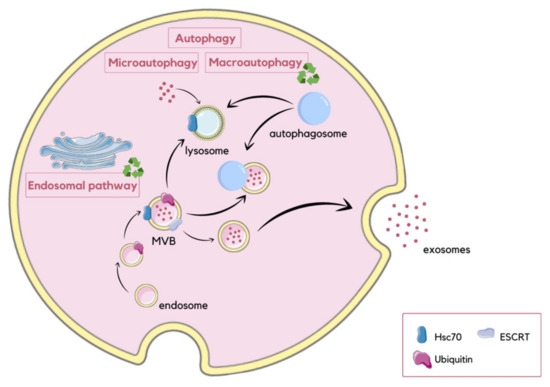 ジェリー　ギャル Utilizing Extracellular Vesicles for Eliminating 'Unwanted