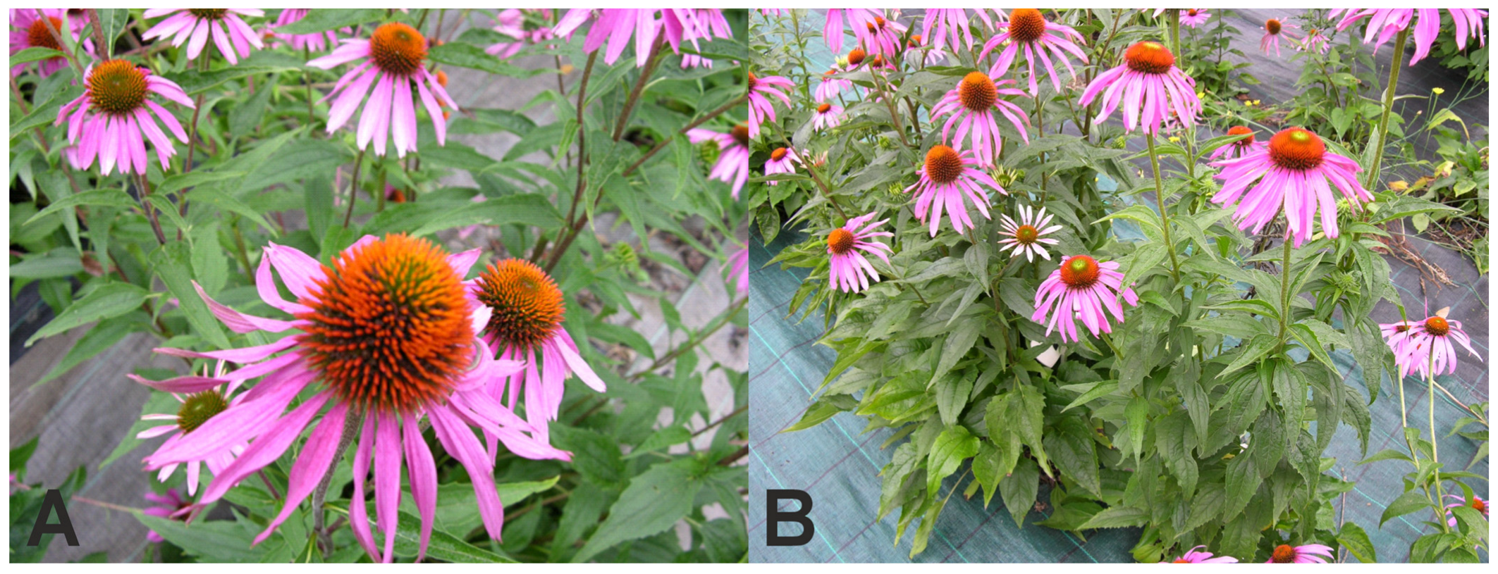 Molecules 29 00971 g002