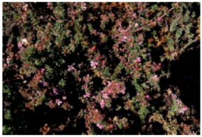 Molecules 29 00980 i001 Molecules 29 00980 i001