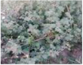 Molecules 29 00980 i002 Molecules 29 00980 i002