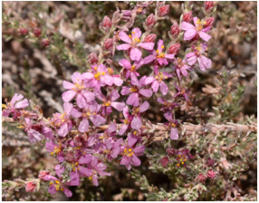 Molecules 29 00980 i003 Molecules 29 00980 i003