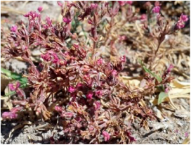 Molecules 29 00980 i004 Molecules 29 00980 i004