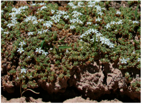 Molecules 29 00980 i005 Molecules 29 00980 i005