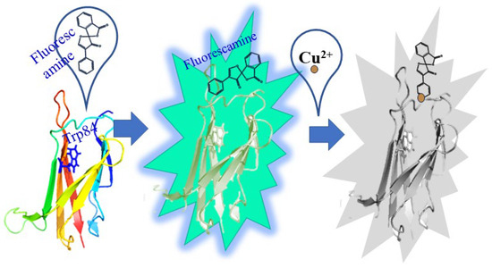 Construction of a New Probe Based on Copper Chaperone