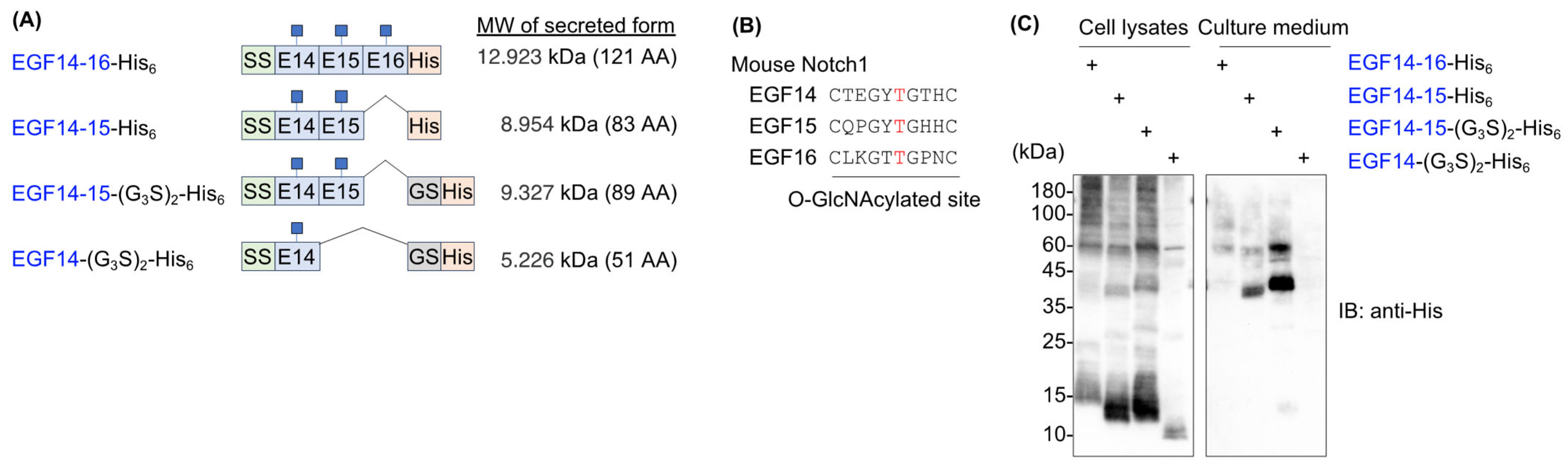 Molecules 29 01031 g001