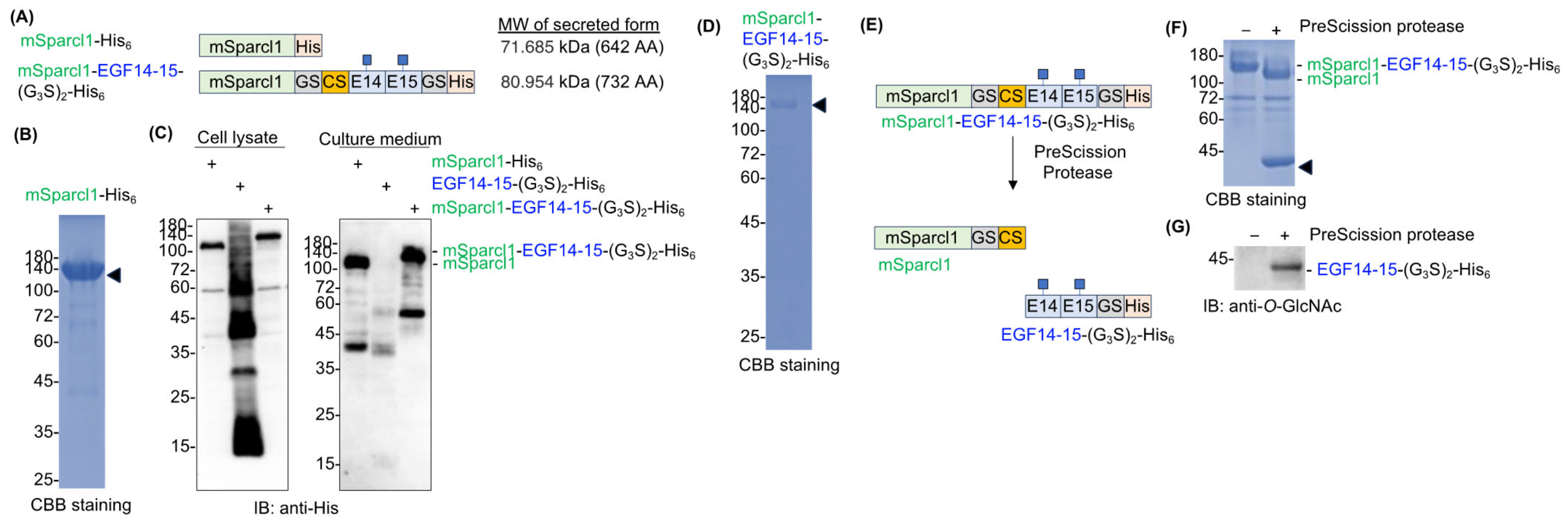 Molecules 29 01031 g003