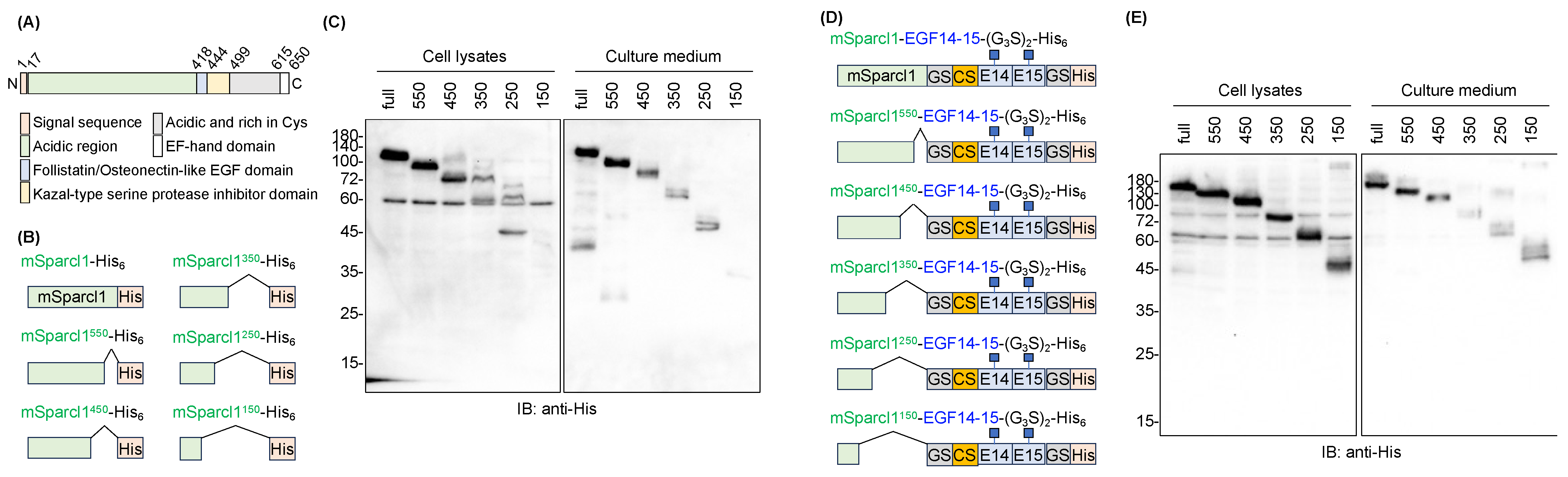 Molecules 29 01031 g004