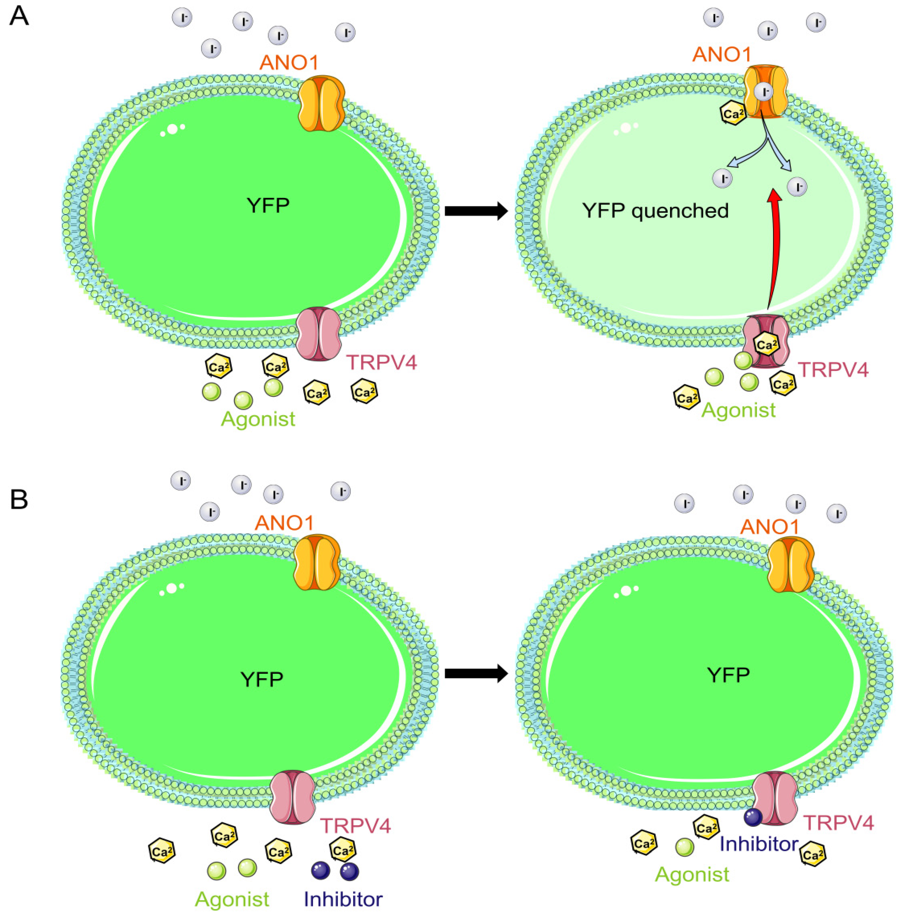 Molecules 29 01036 g001