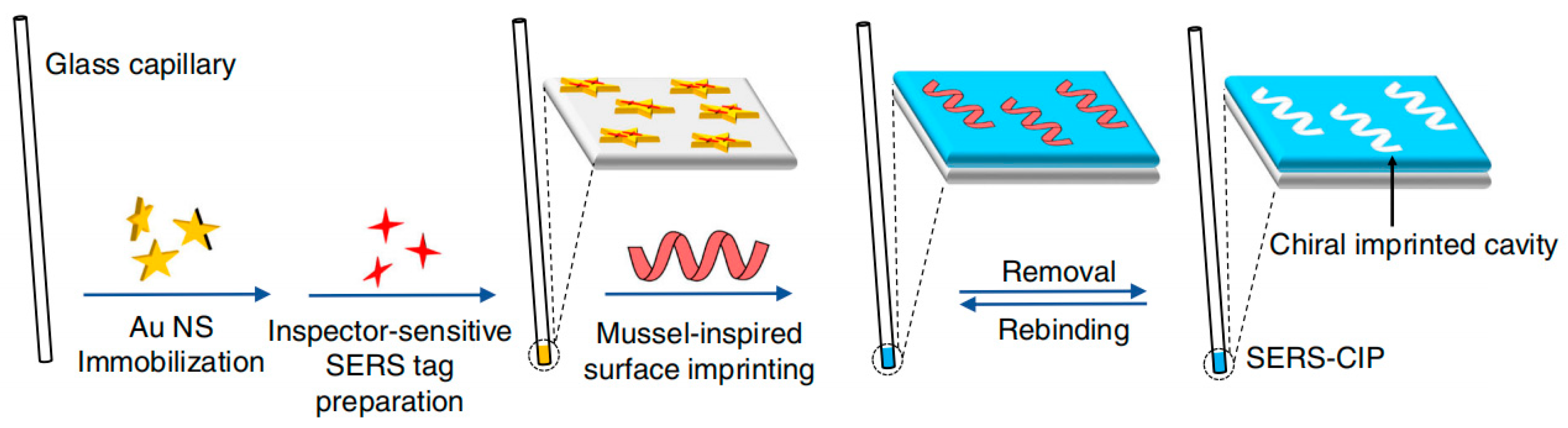 Molecules 29 01106 g007
