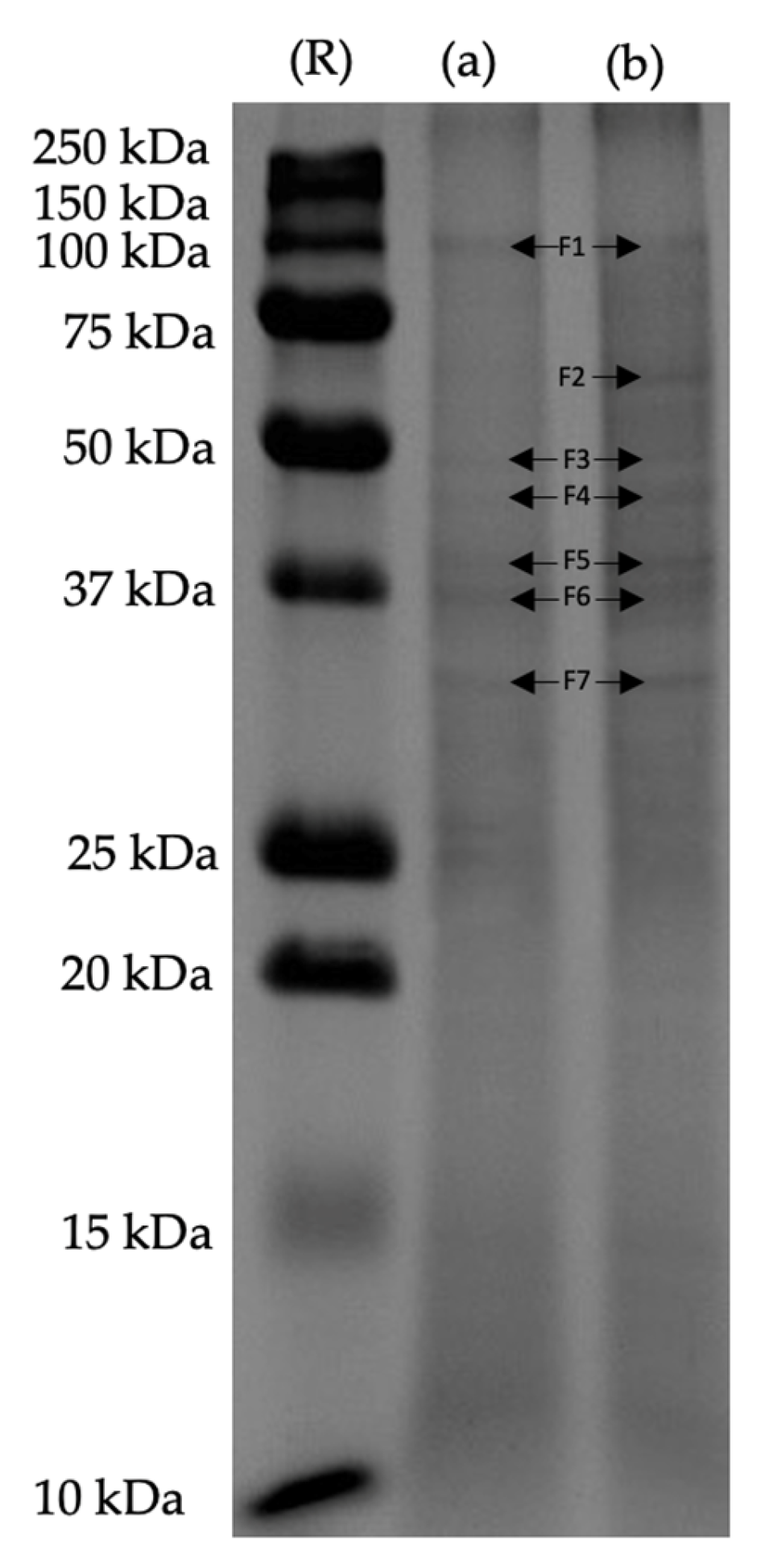 Molecules 29 01122 g004