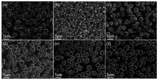 Preparation and Characterization of Bilayer Polymer Preparation and Characterization of Bilayer Polymer
