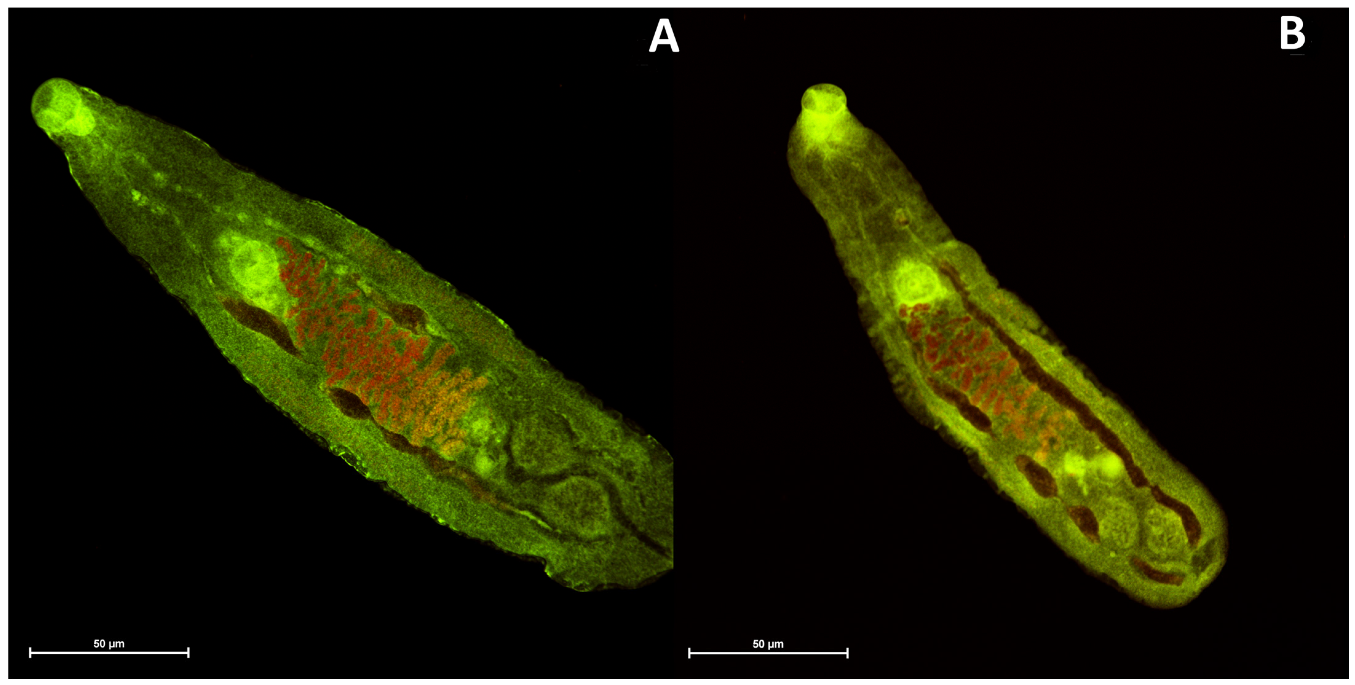 Molecules 29 01143 g006 Molecules 29 01143 g006