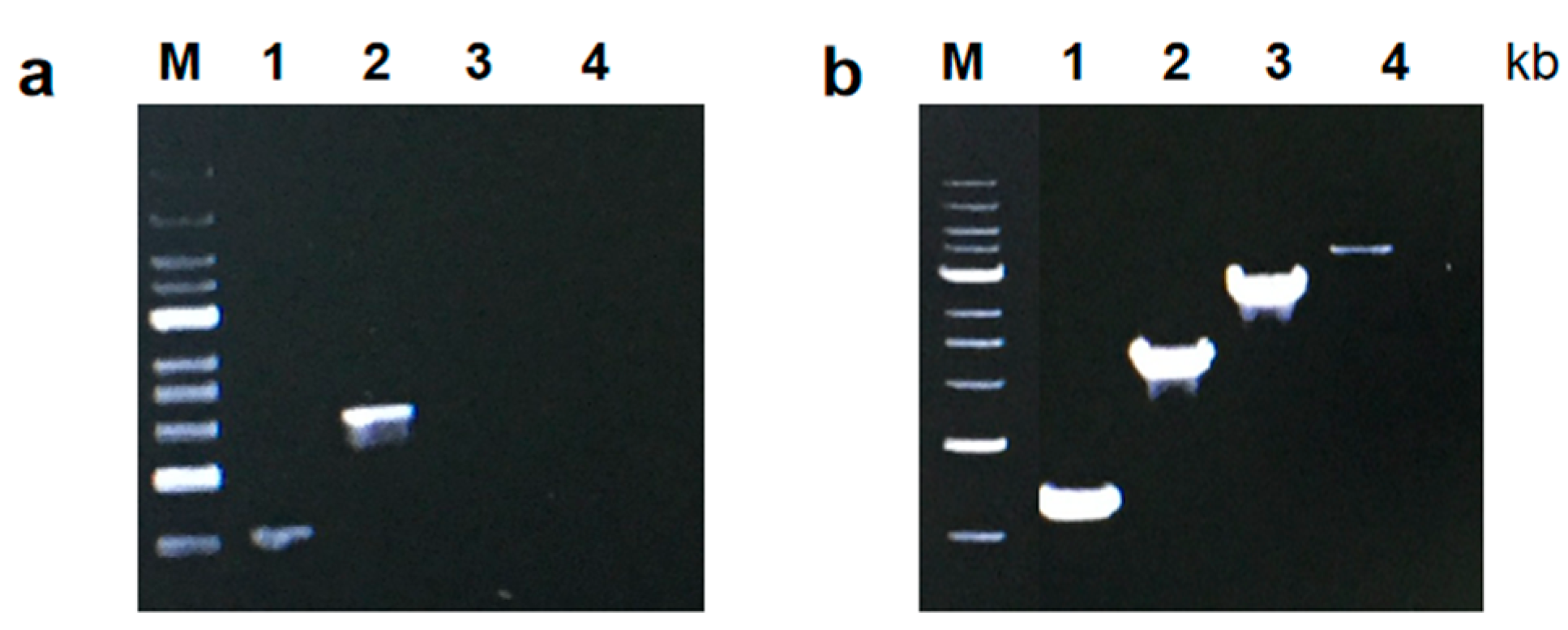 Molecules 29 01145 g003