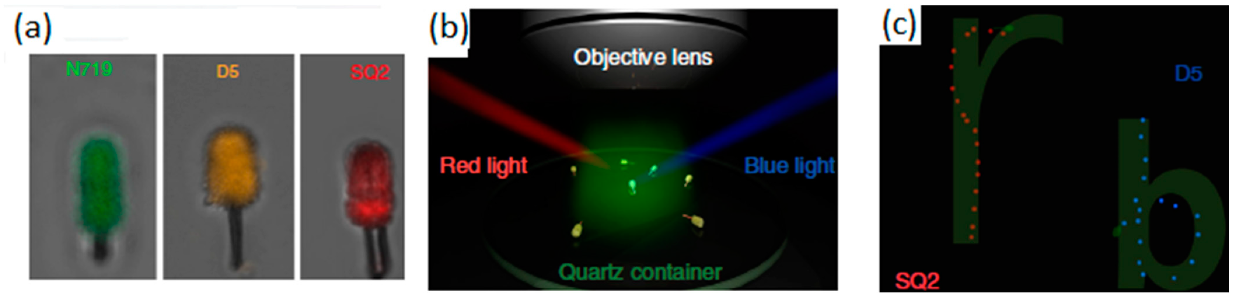 Molecules 29 01154 g003