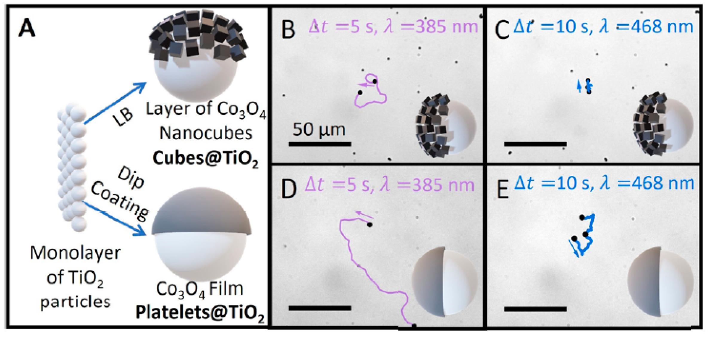 Molecules 29 01154 g006