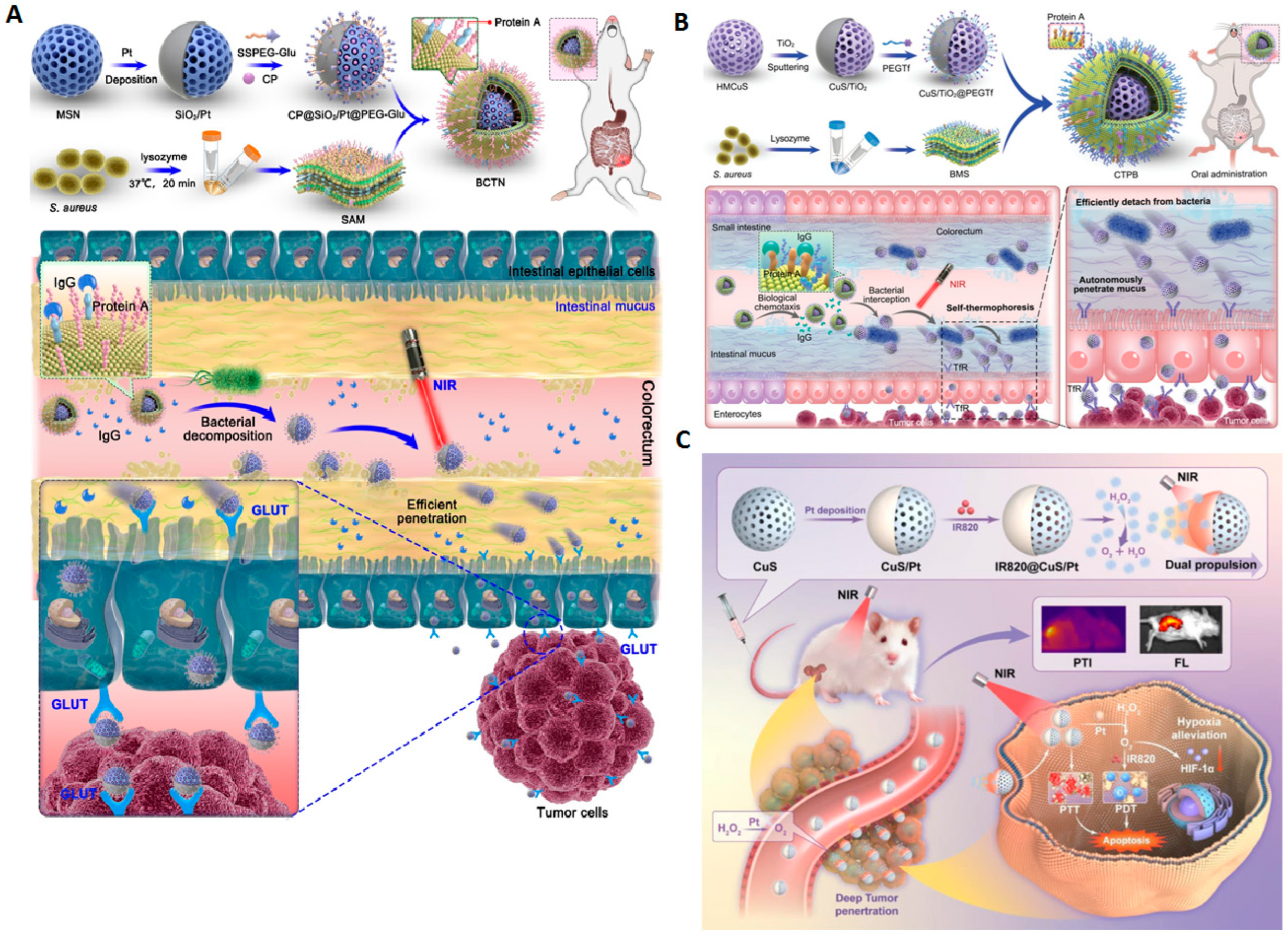 Molecules 29 01154 g019