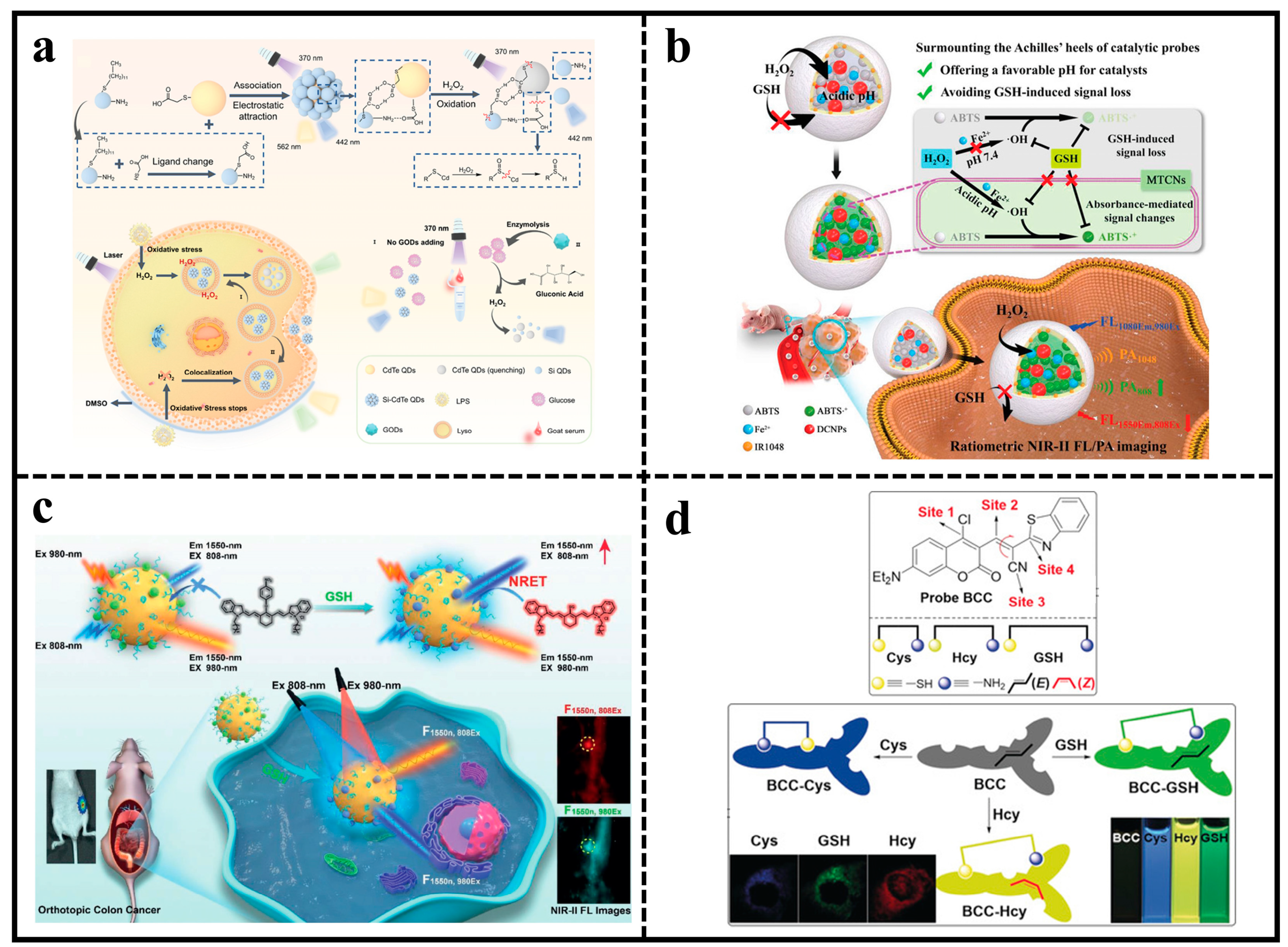 特別セーフ Fluorescent in Advances Recent Probes Biomarker Cancer for 邦楽