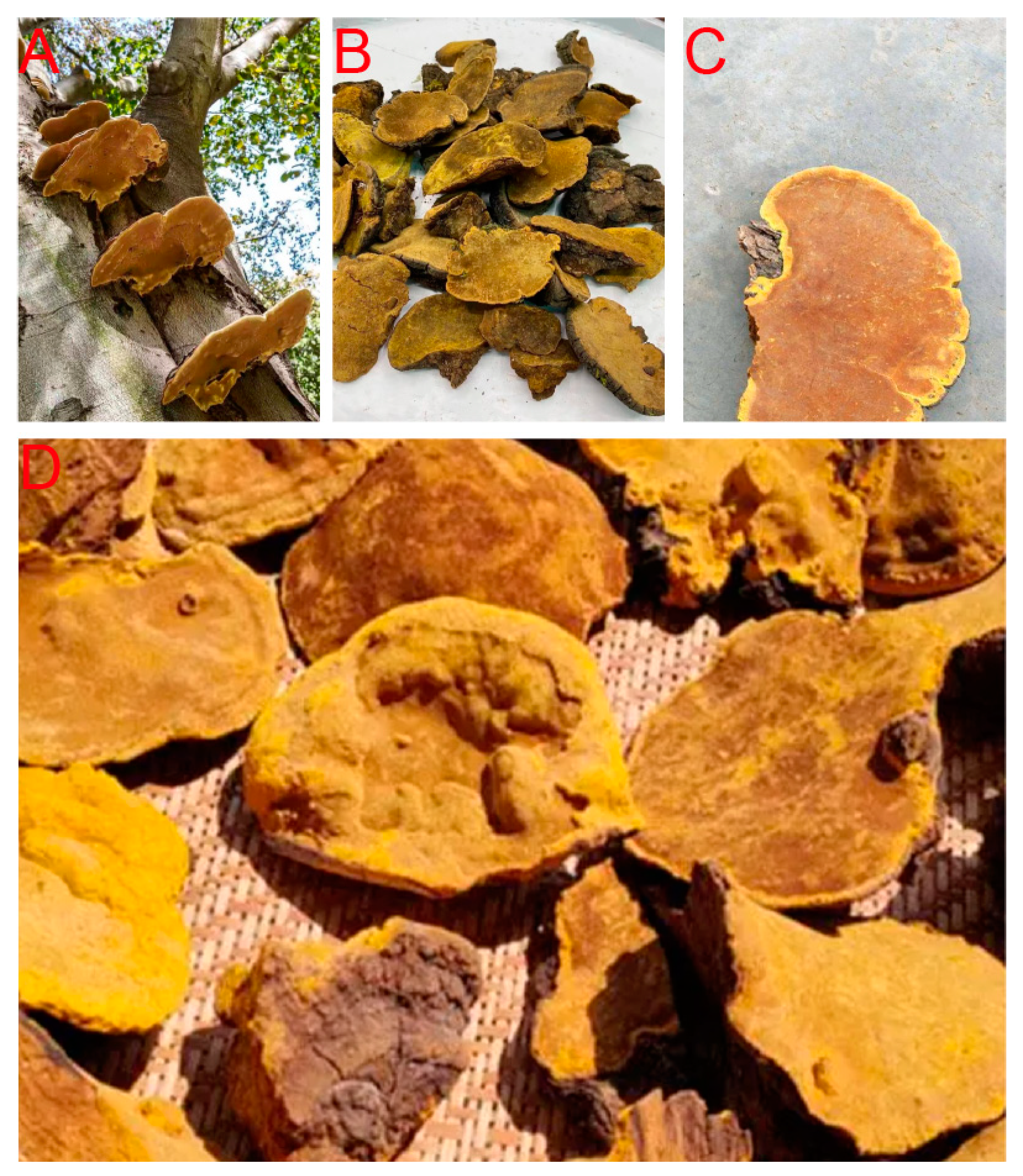 Molecules 29 01195 g001