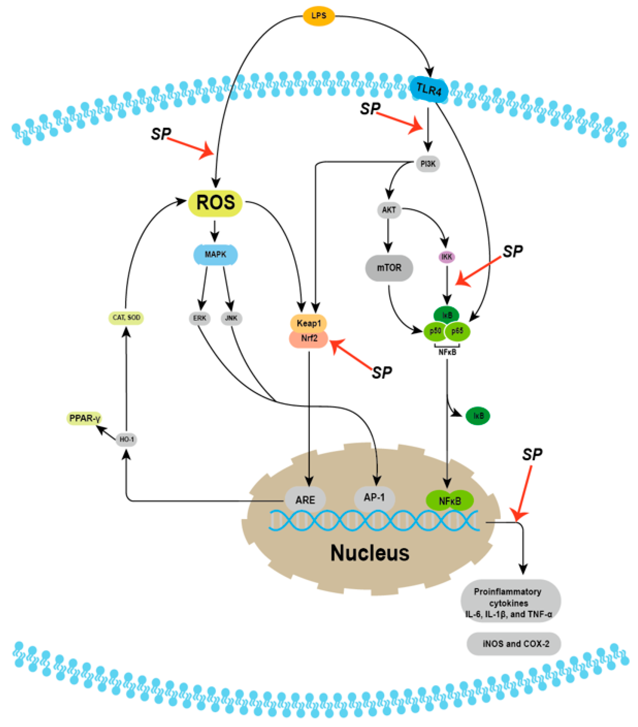 Molecules 29 01195 g003