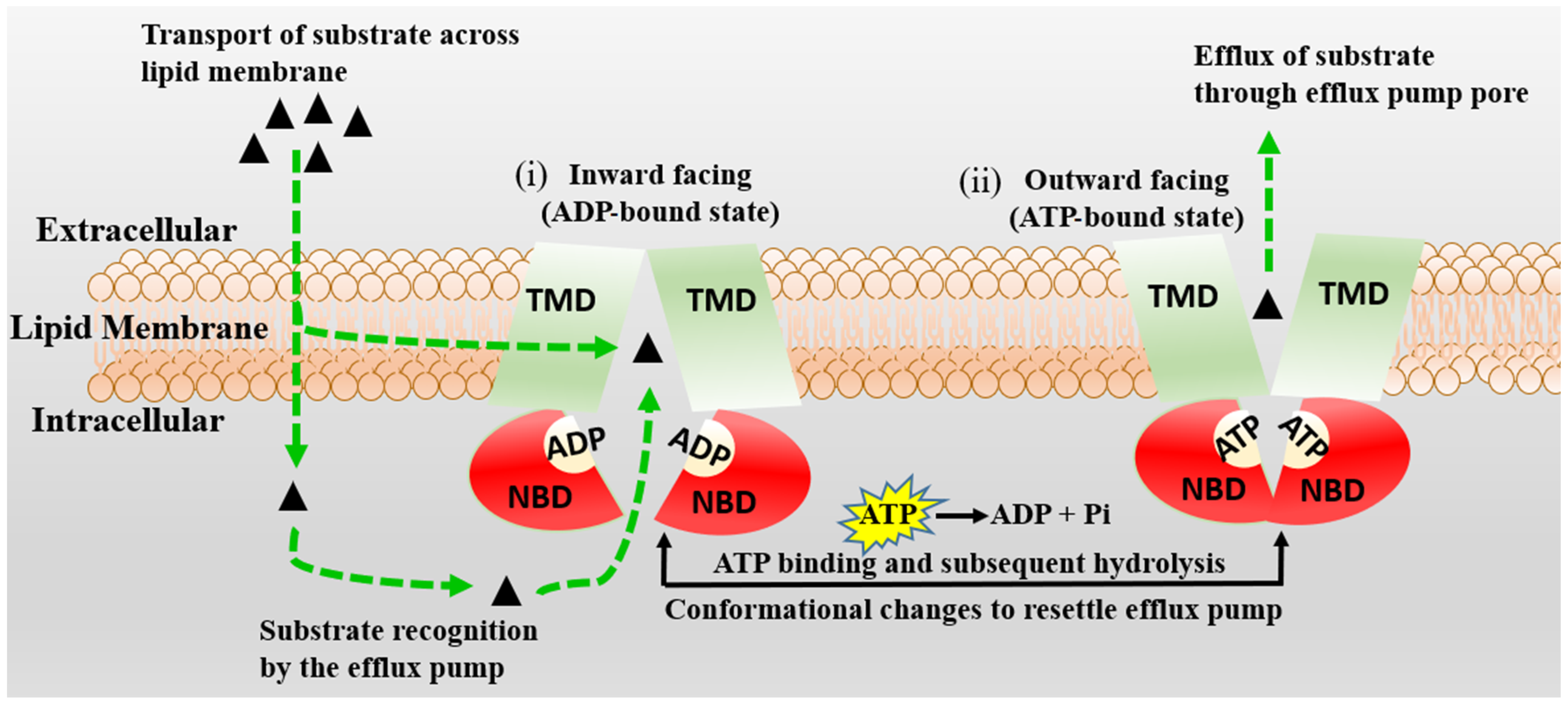 Molecules 29 01264 g004 Molecules 29 01264 g004