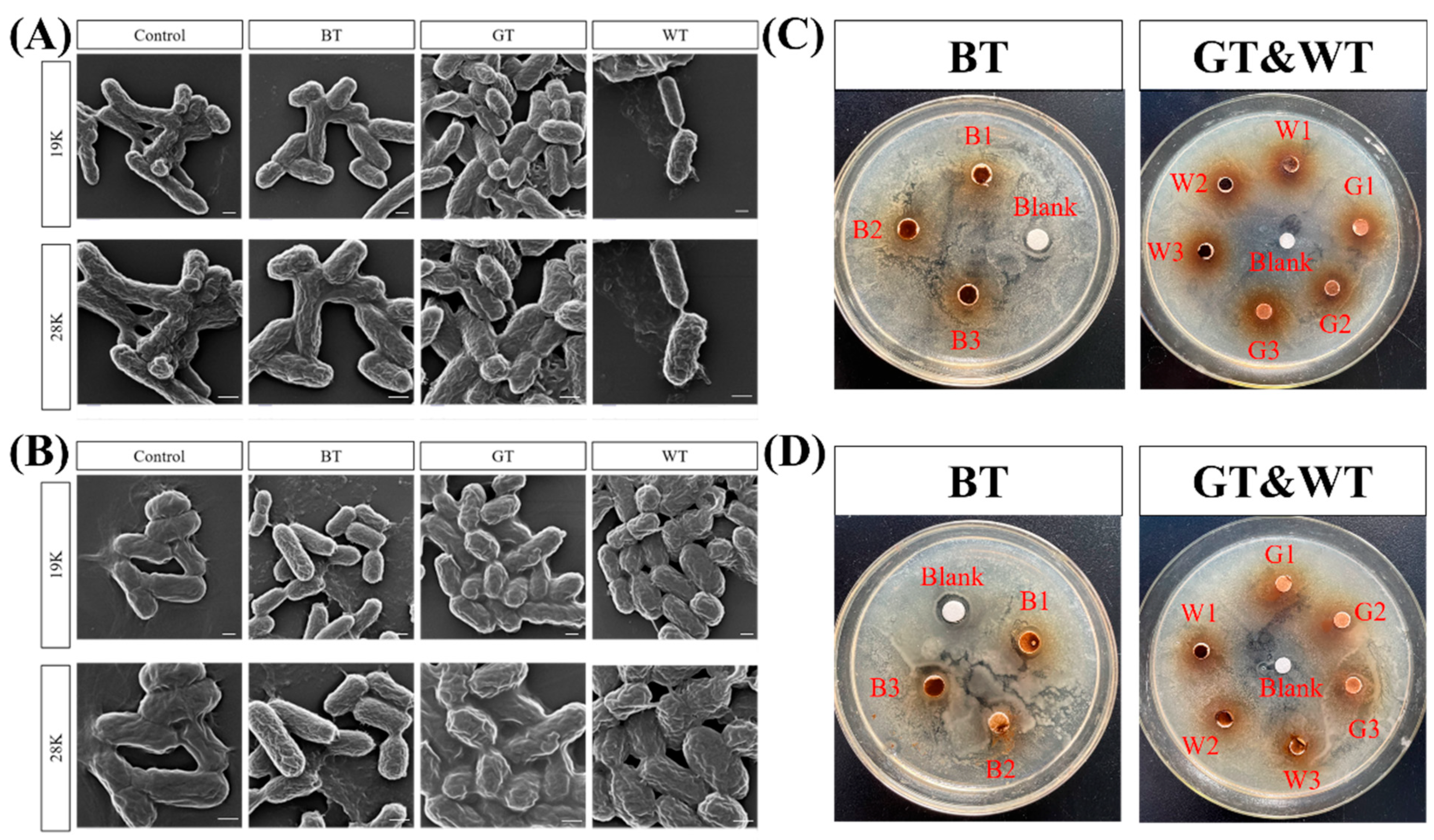 Molecules 29 01279 g001