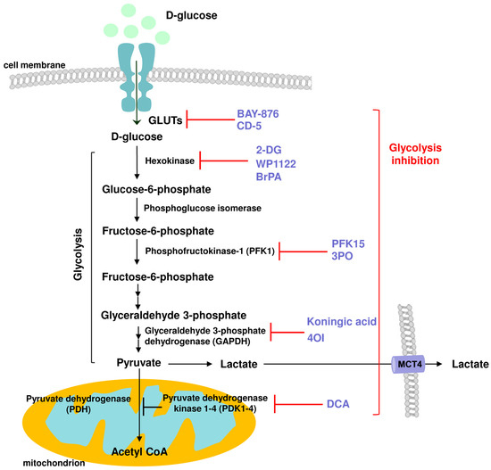 The Impact of Glycolysis and Its Inhibitors on the Immune Response to ...