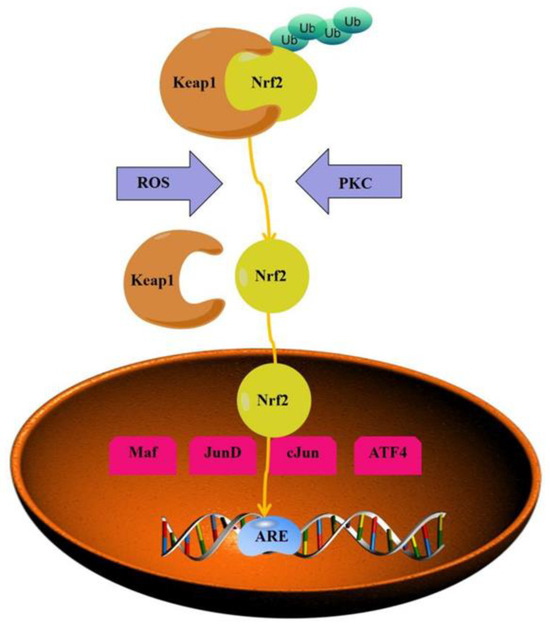 ミネラル ダブルアンドデイナイト（W&．Day/Night）/リュック レディース
