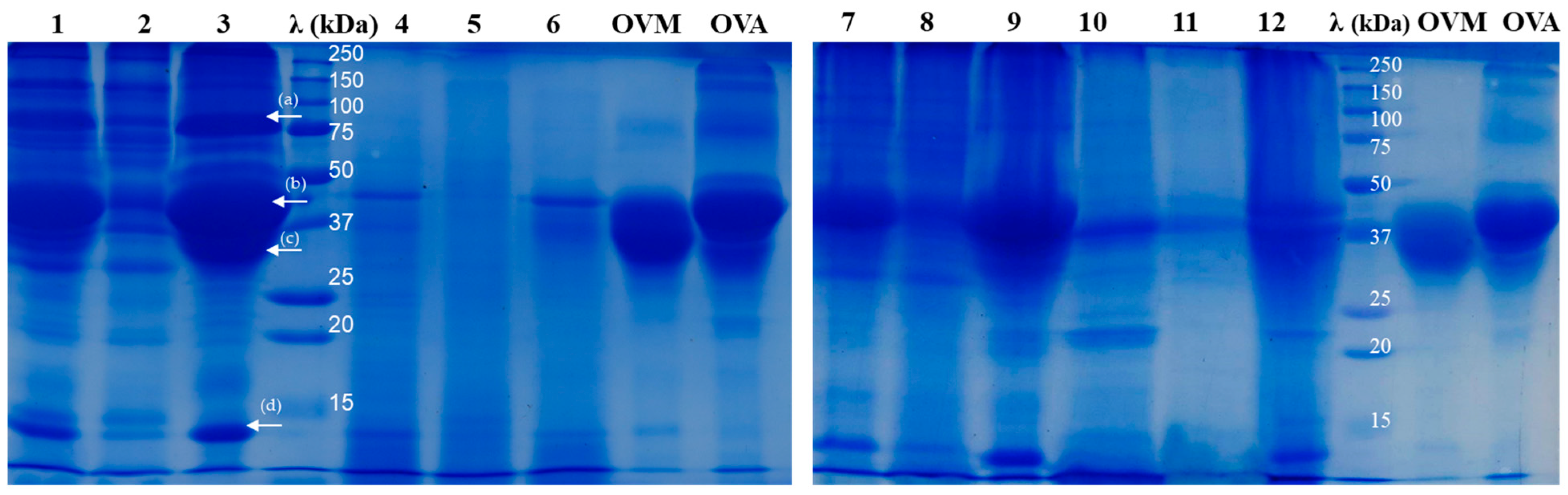 Molecules 29 01327 g002