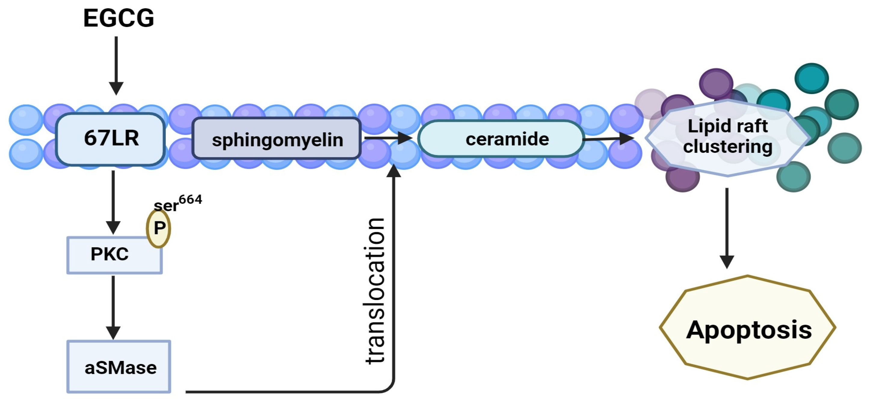 Molecules 29 01373 g005 Molecules 29 01373 g005