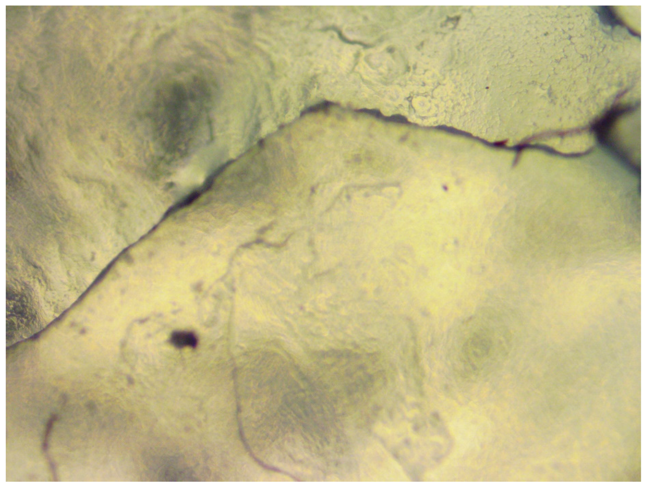 Molecules 29 01420 g009