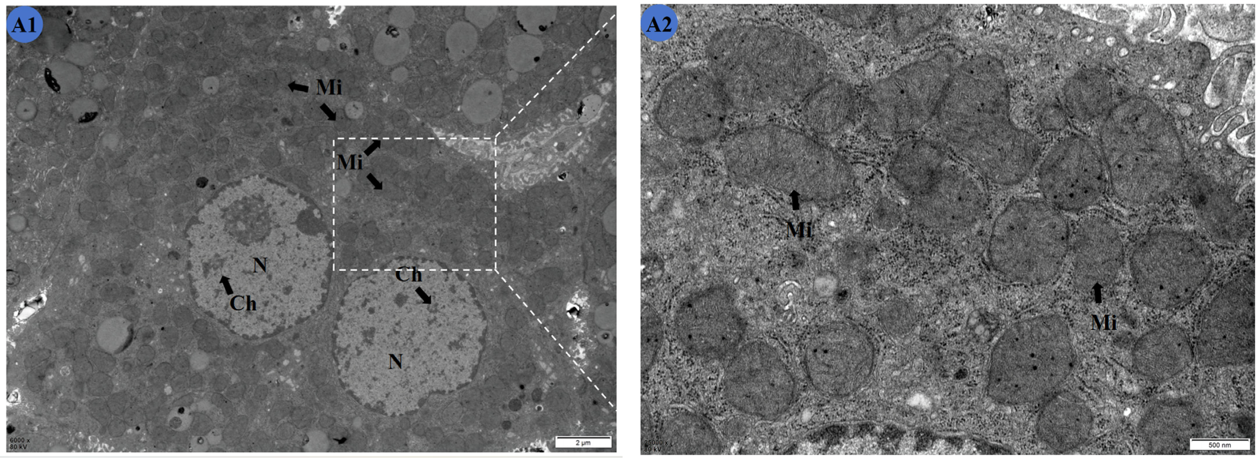 Molecules 29 01434 g003a