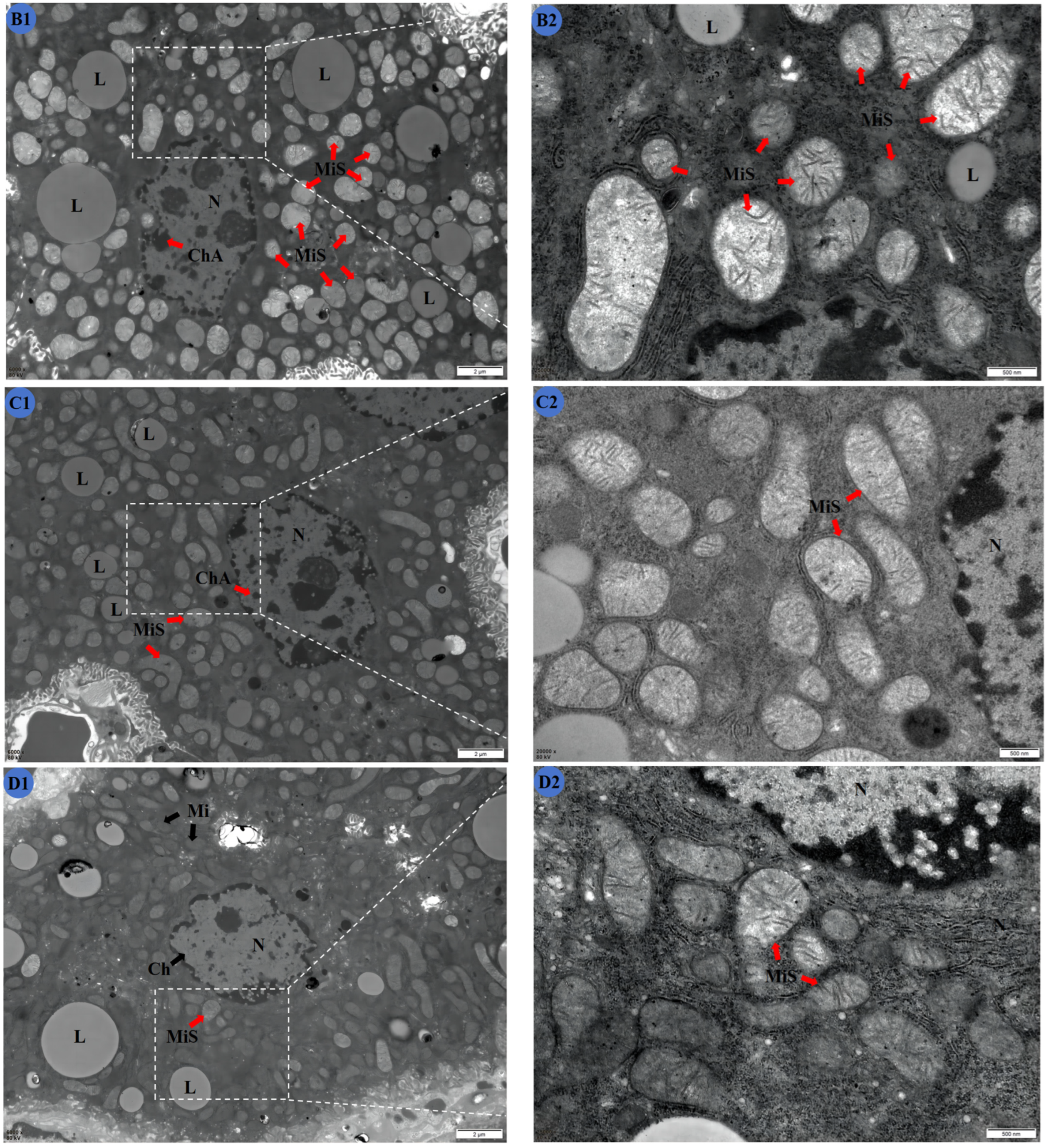 Molecules 29 01434 g003b