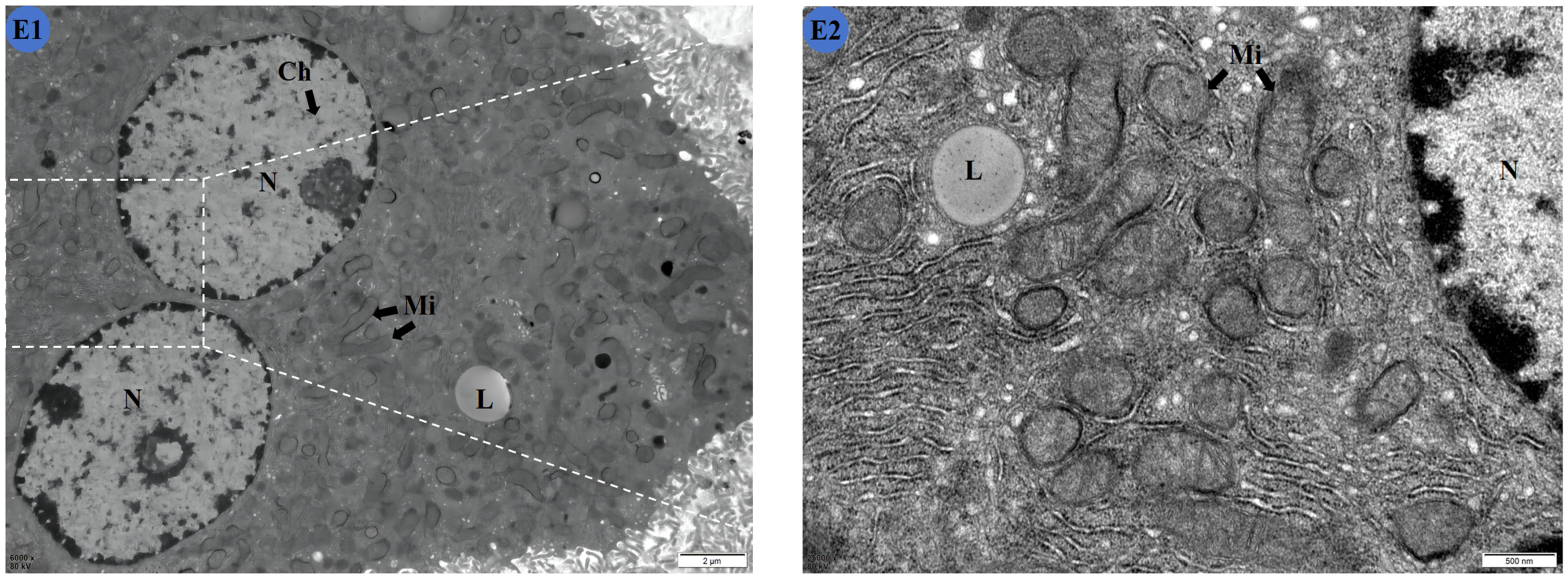 Molecules 29 01434 g003c