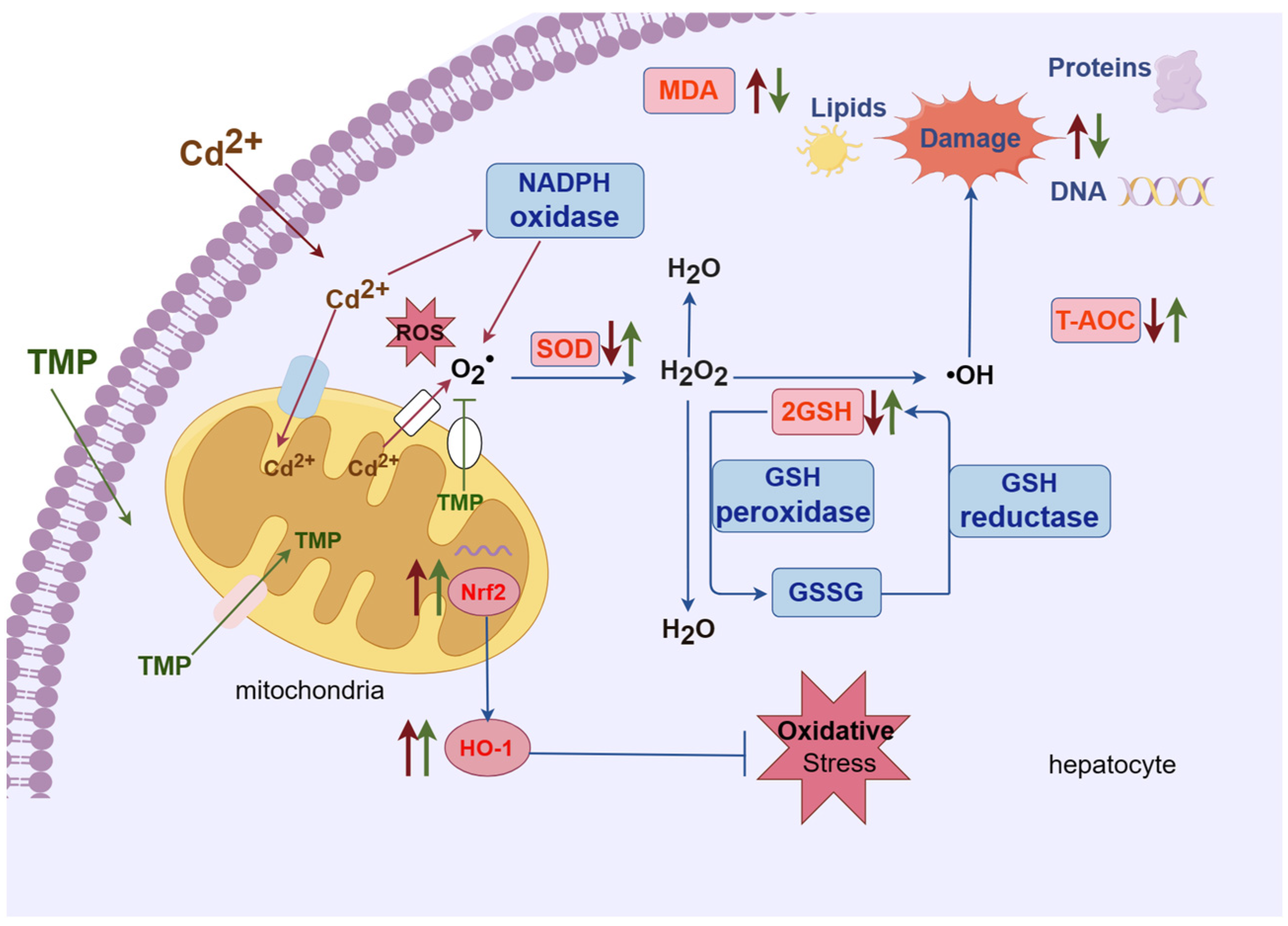 Molecules 29 01434 g004