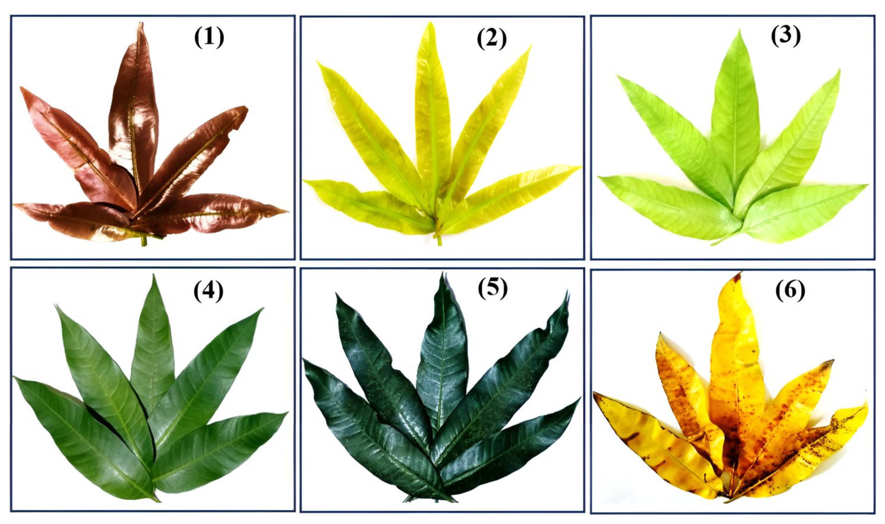 Molecules 29 01443 g005 Molecules 29 01443 g005