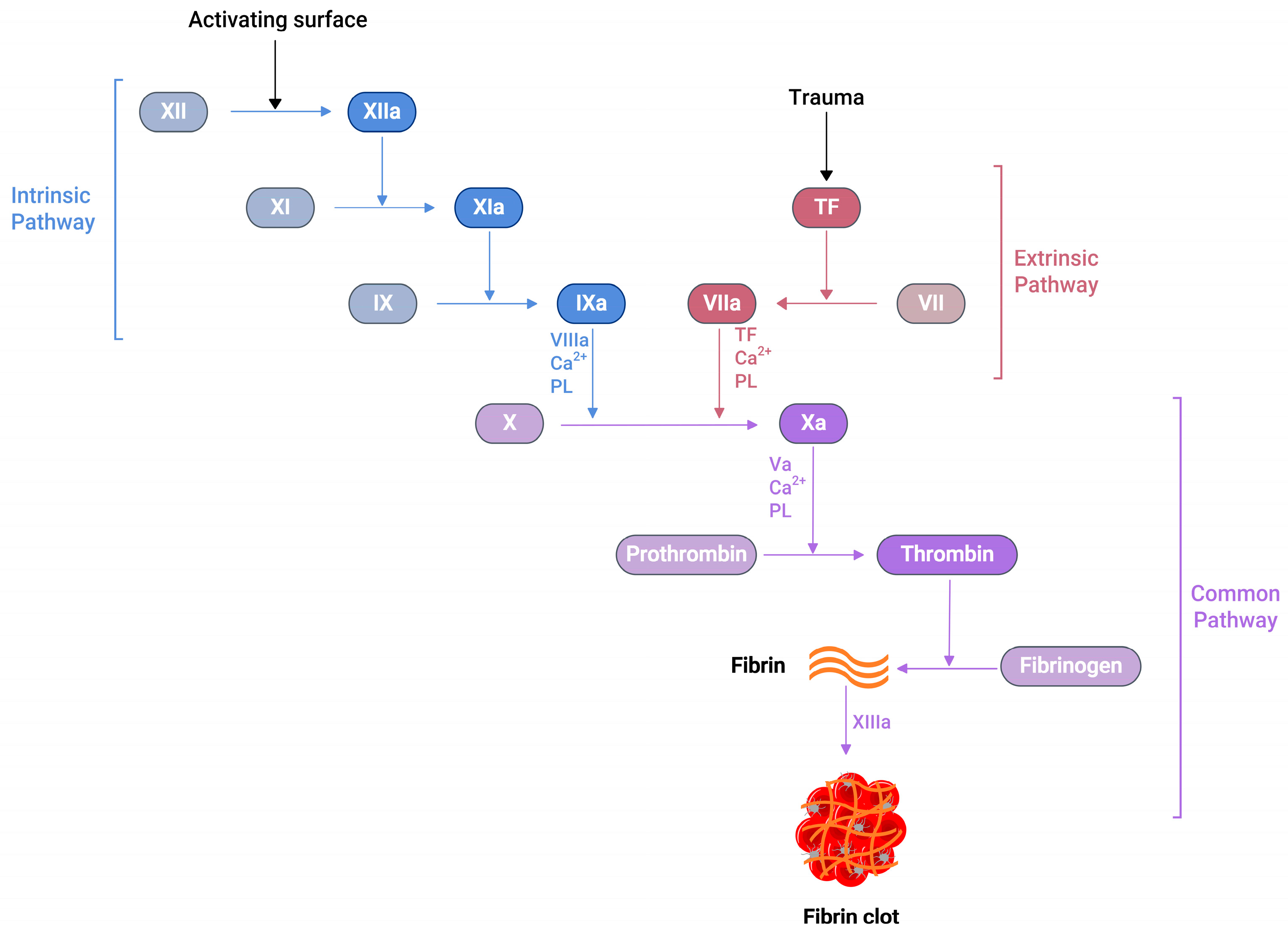 Electrochemical Monitoring in Anticoagulation Therapy